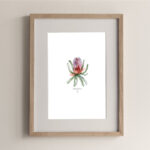 PRINT //  BANKSIA MENZIESII